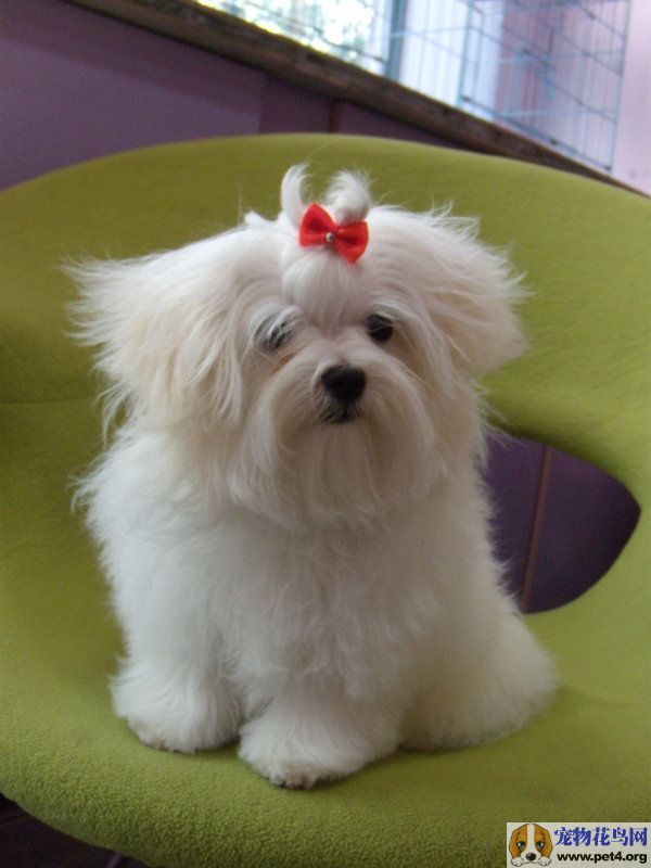 宠物狗小时候可以吃鱼吗？