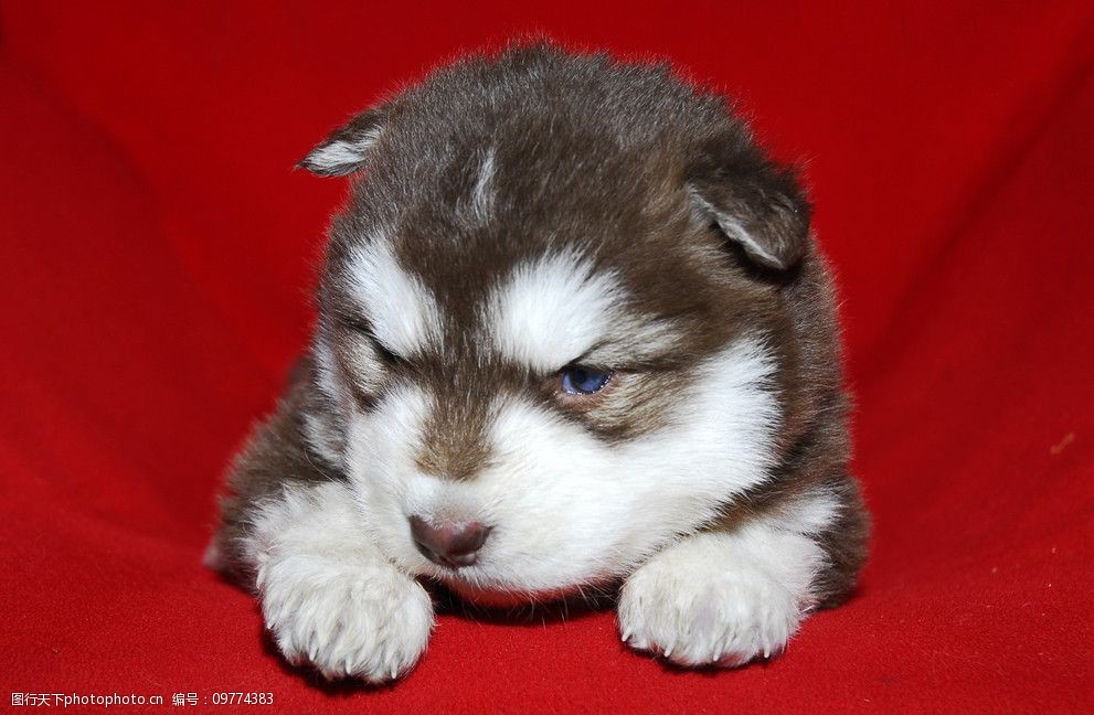 闽侯宠物狗领养中心：温暖的家，等待有爱的你