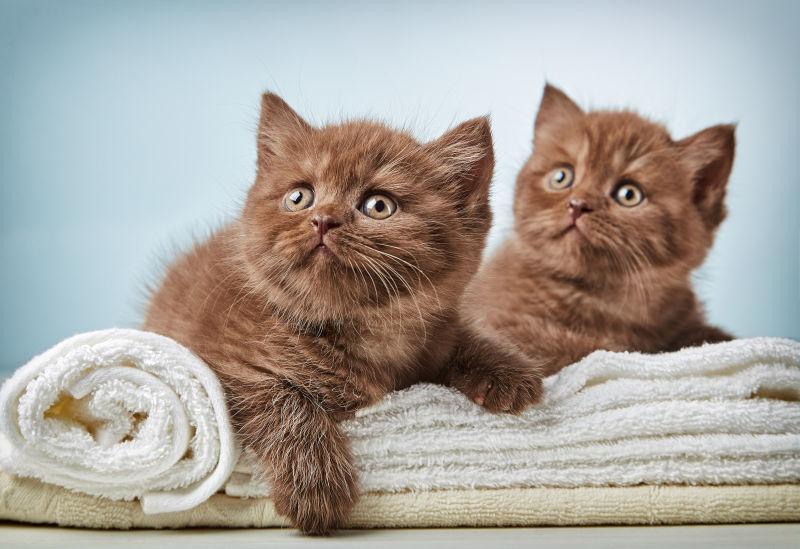 异地领养宠物狗：跨越距离的爱与陪伴