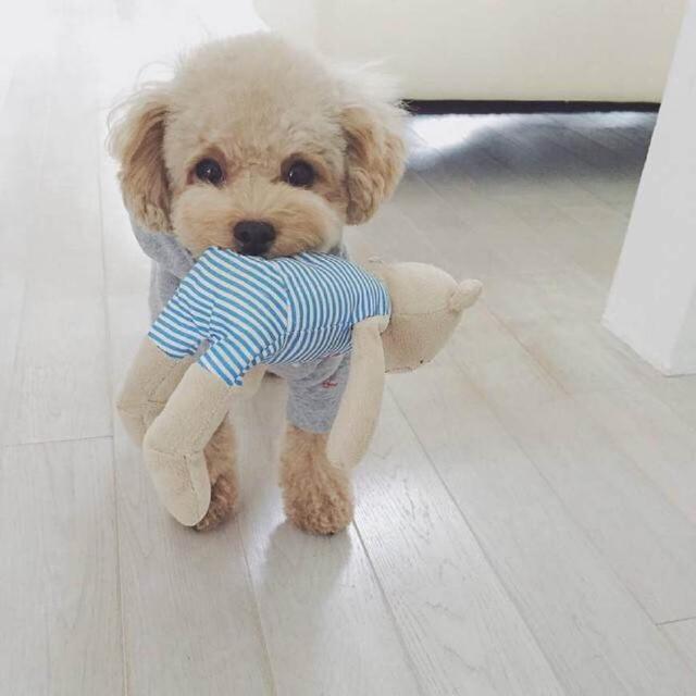 周村宠物狗出售信息