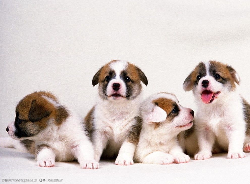 流浪猫大战宠物狗：一场温馨的“战争”