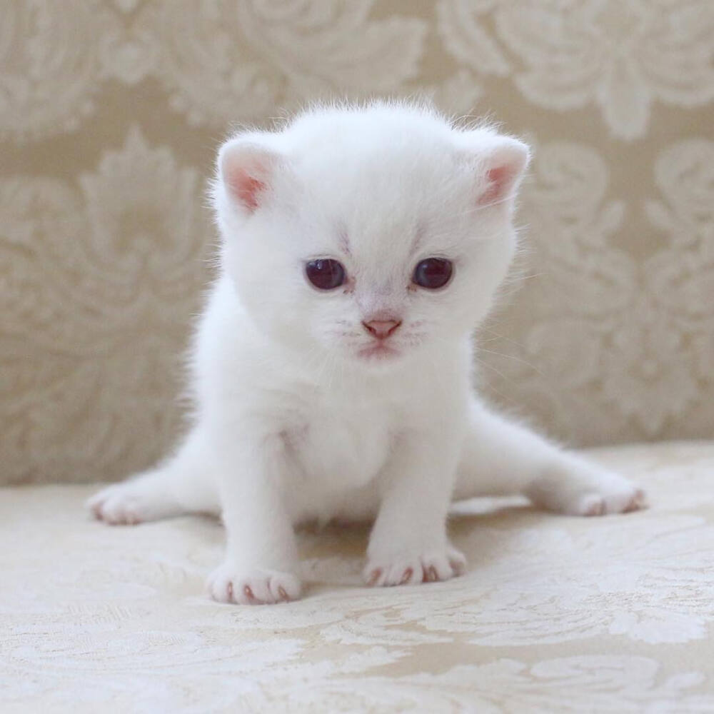 宠物狗的产后护理：呵护新生命，守护爱犬健康