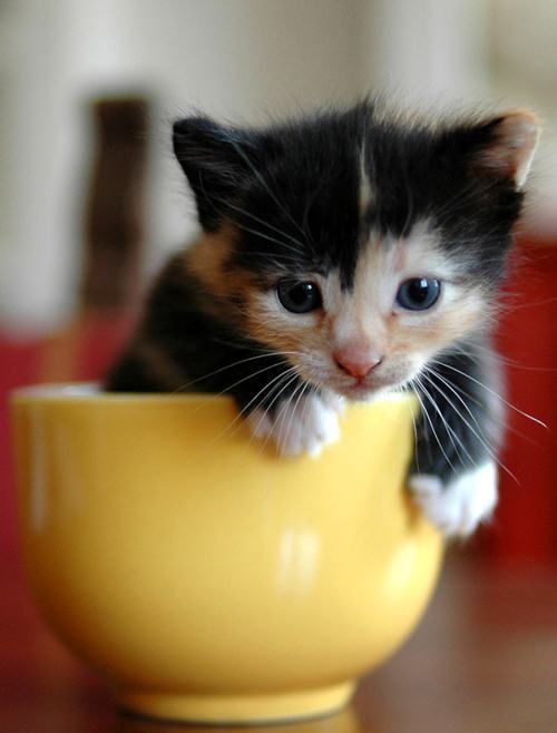 广州偷宠物狗：守护毛孩子的温暖家园